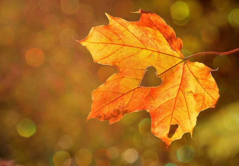 TAVI oder konventioneller Aortenklappenersatz - darüber entscheidet der Arzt in Abhängigkeit des Herzens - Symbolbild eines Herzens aus Herbstlaub.